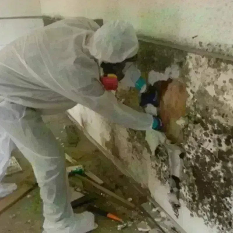 Mold Remediation and Removal in Lake Park, NC